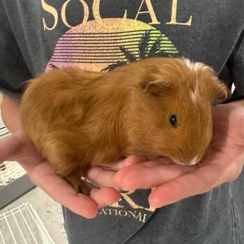 Rescue Guinea Pig Guinea Pigs for Adoption in Lynchburg, Virginia - Snickers | PetCurious
